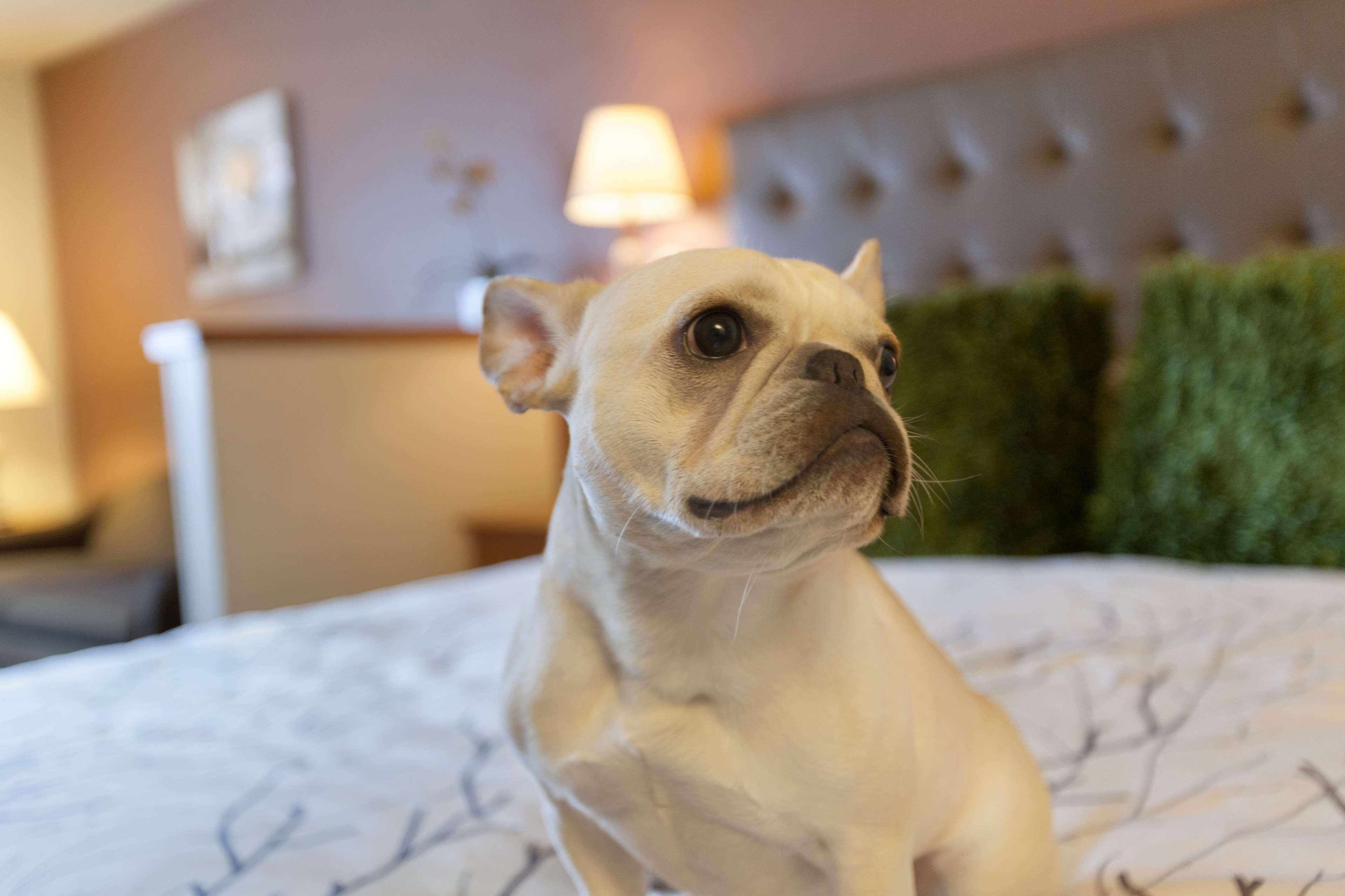Best Western Plus Peppertree Airport Inn Airway Heights Ngoại thất bức ảnh